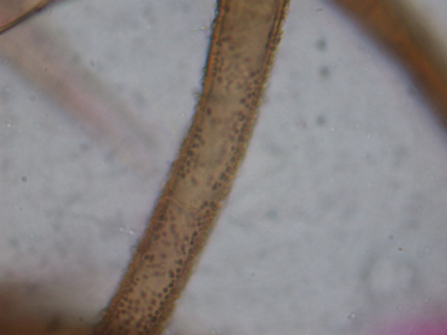 Geopora sumneriana ... in MICRO